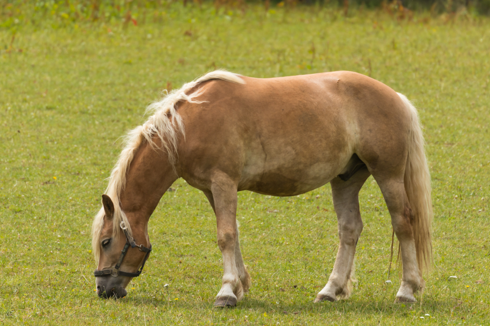 Pferd in ÖBB-Zug: Fahrgast steigt mit Pony ein