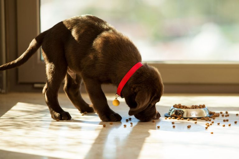 Den Hund vegan ernähren