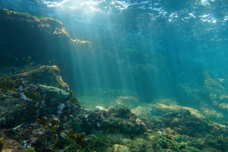 Forscher entdecken mysteriösen &ldquo;Geisterfisch&rdquo; im Ozean