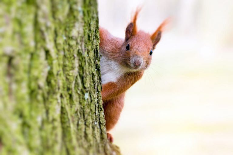 Eichhörnchen lebendig an Baum genagelt Brutales Foto