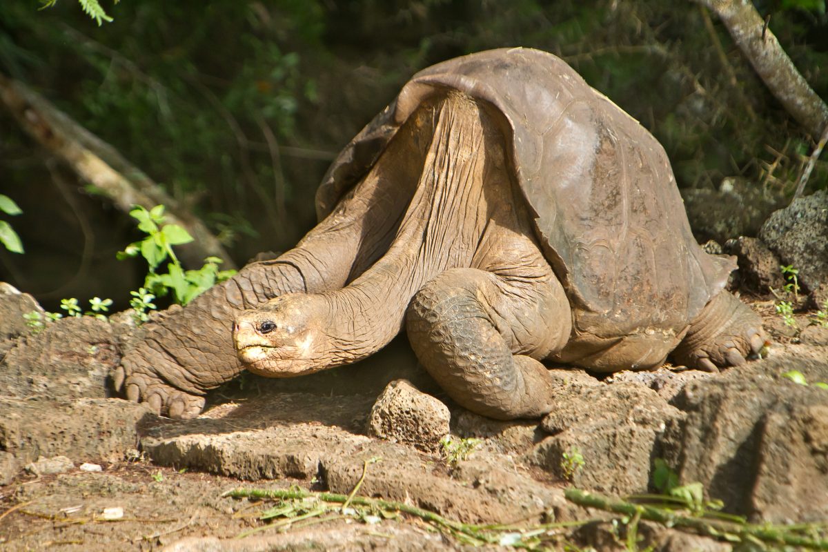 Ausgestorben Geglaubte Riesenschildkroten Auf Galapagos Inseln Entdeckt