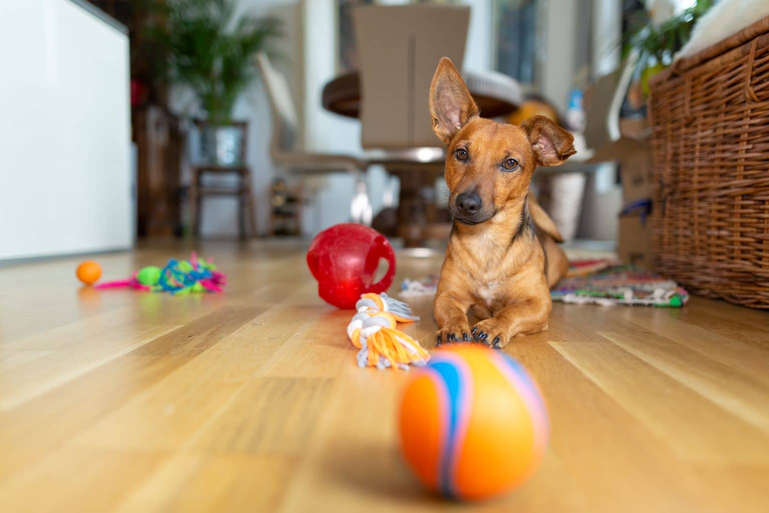 8 Ideen um deinen Hund Indoor zu beschäftigen