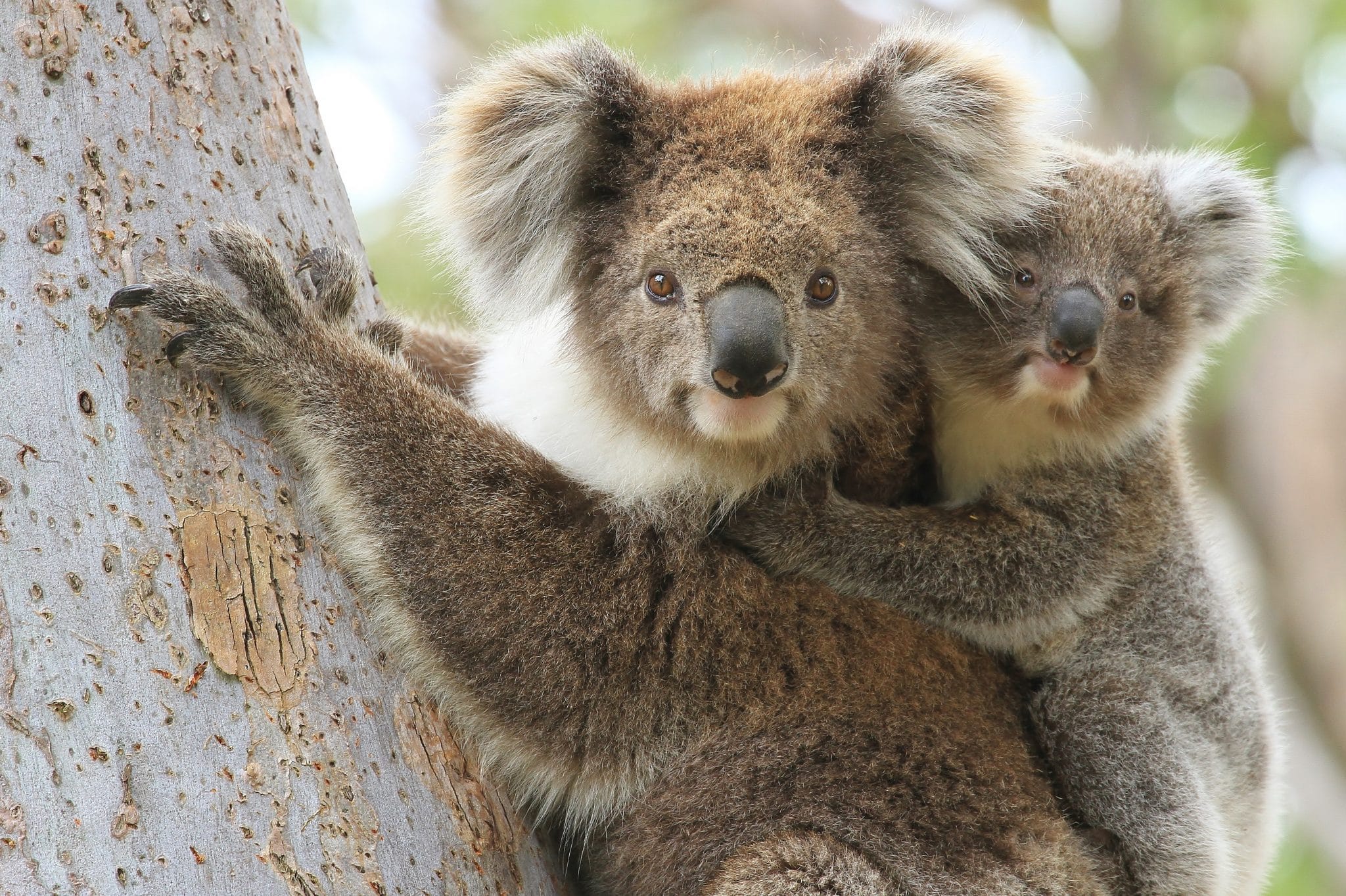 Australien Koalas Nach Buschfeuern Geheilt Und In Wildnis Entlassen