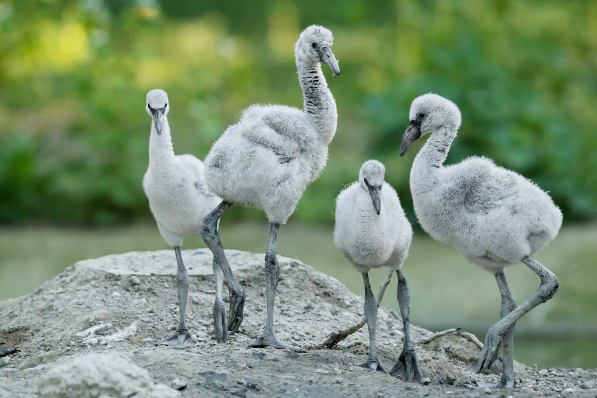 Flamingo-Küken in Schönbrunn geschlüpft