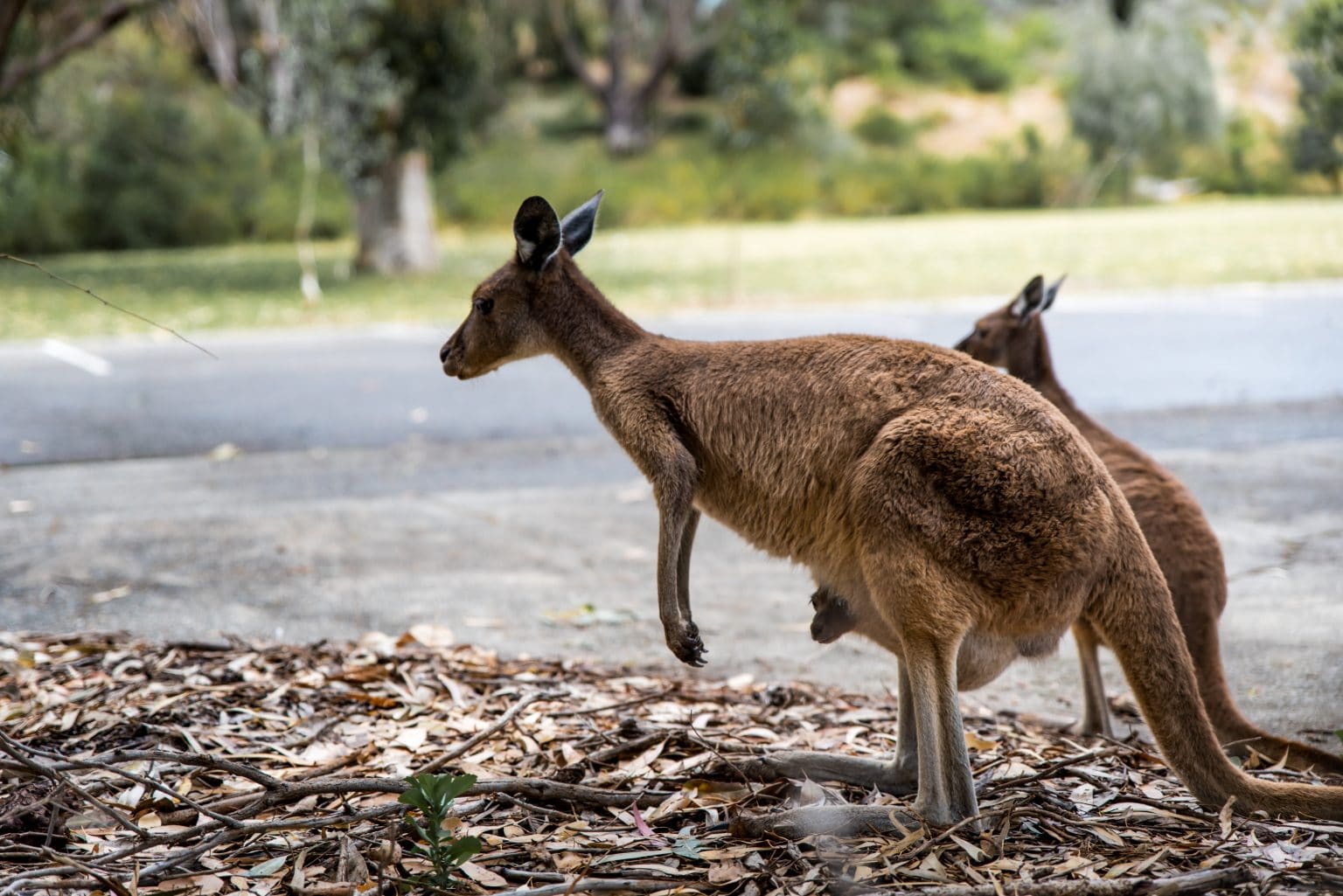 Video: Känguru hoppelt durch Stadtzentrum in Australien