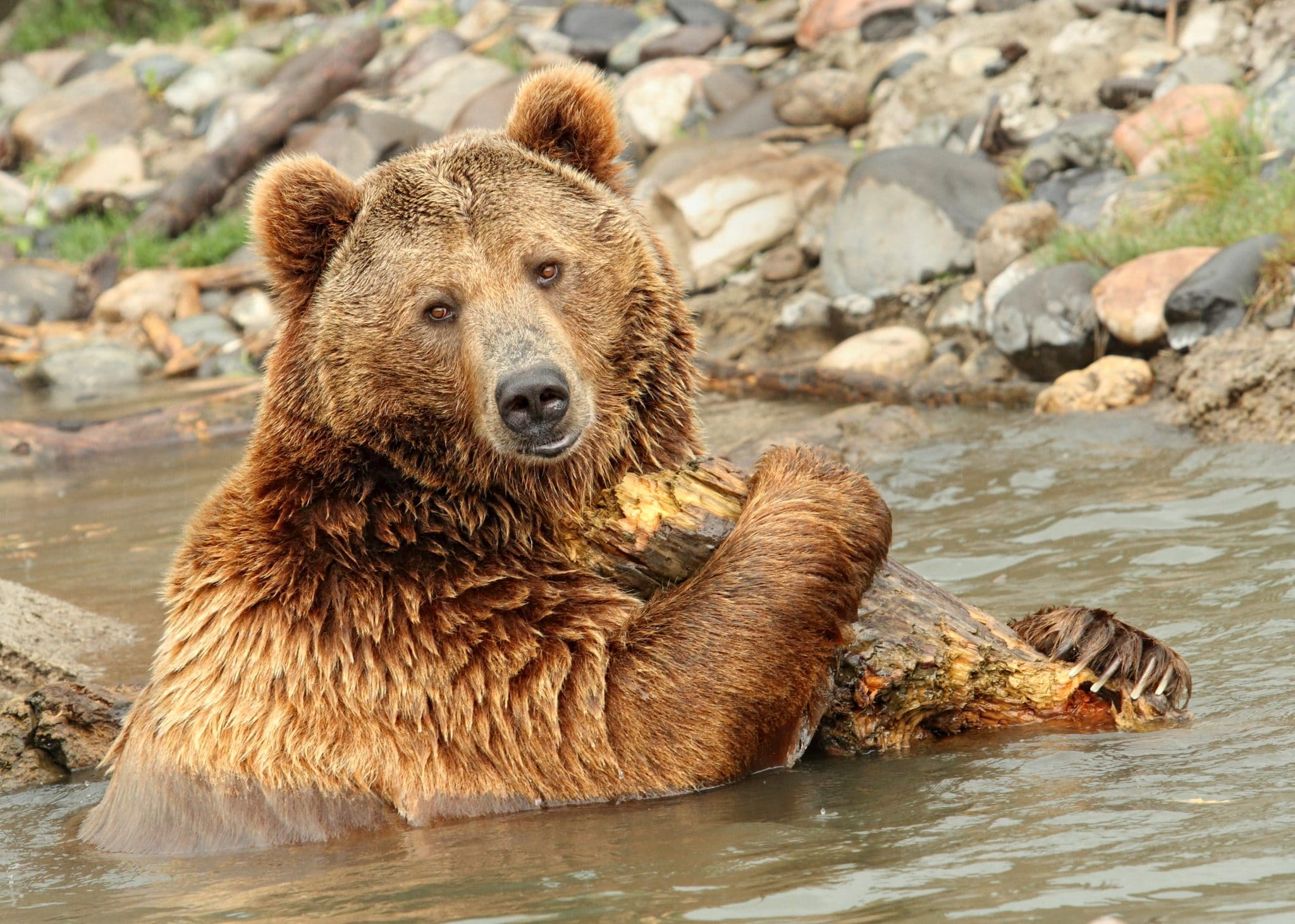 Jagd Auf Grizzlyb Ren Im Yellowstone Nationalpark Gestoppt   Grizzlybären In Yellowstone Sind Geschützt Scaled 