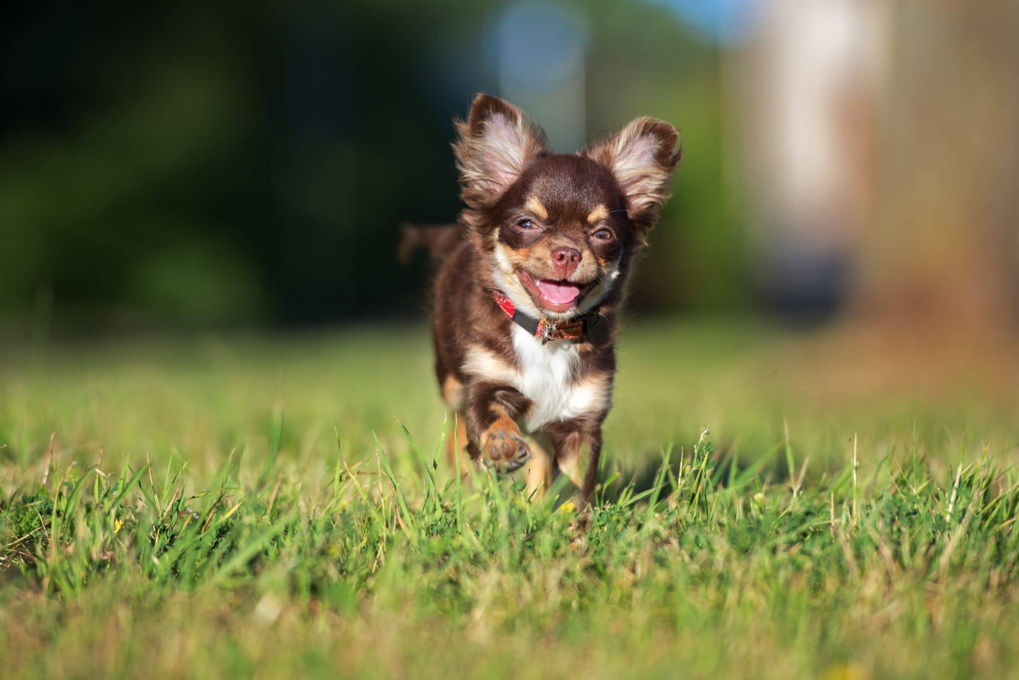 Hund in Köln von zwei Männern totgetreten