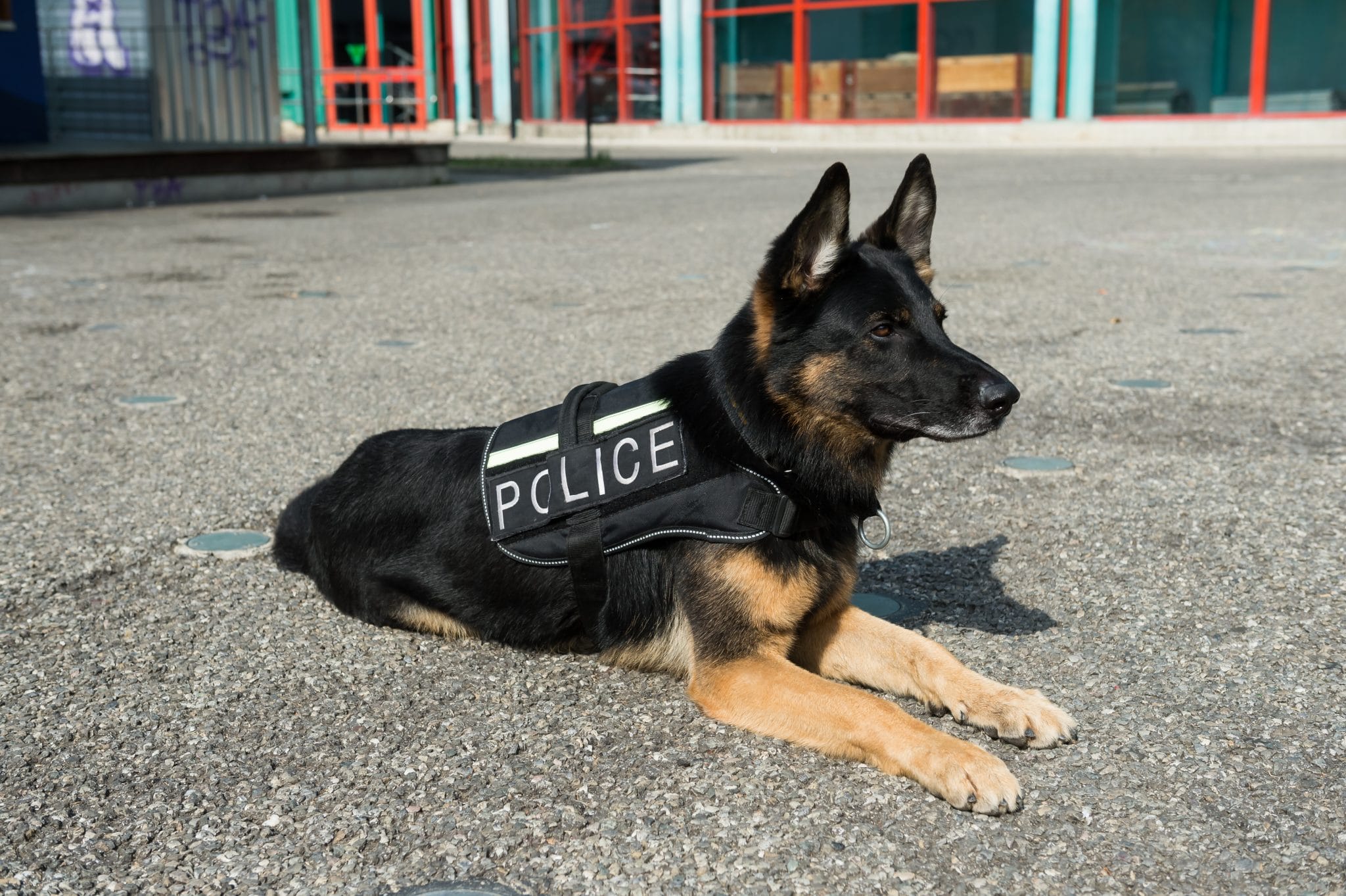 Polizeihunde müssen geschützt werden 10Jähriger sammelt Spenden für