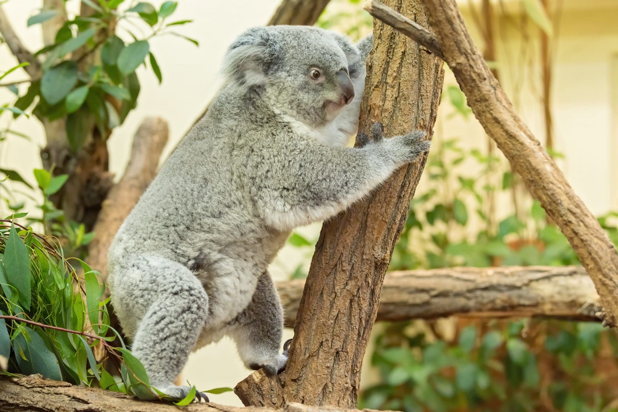 Koala Nachwuchs Im Tiergarten Schönbrunn