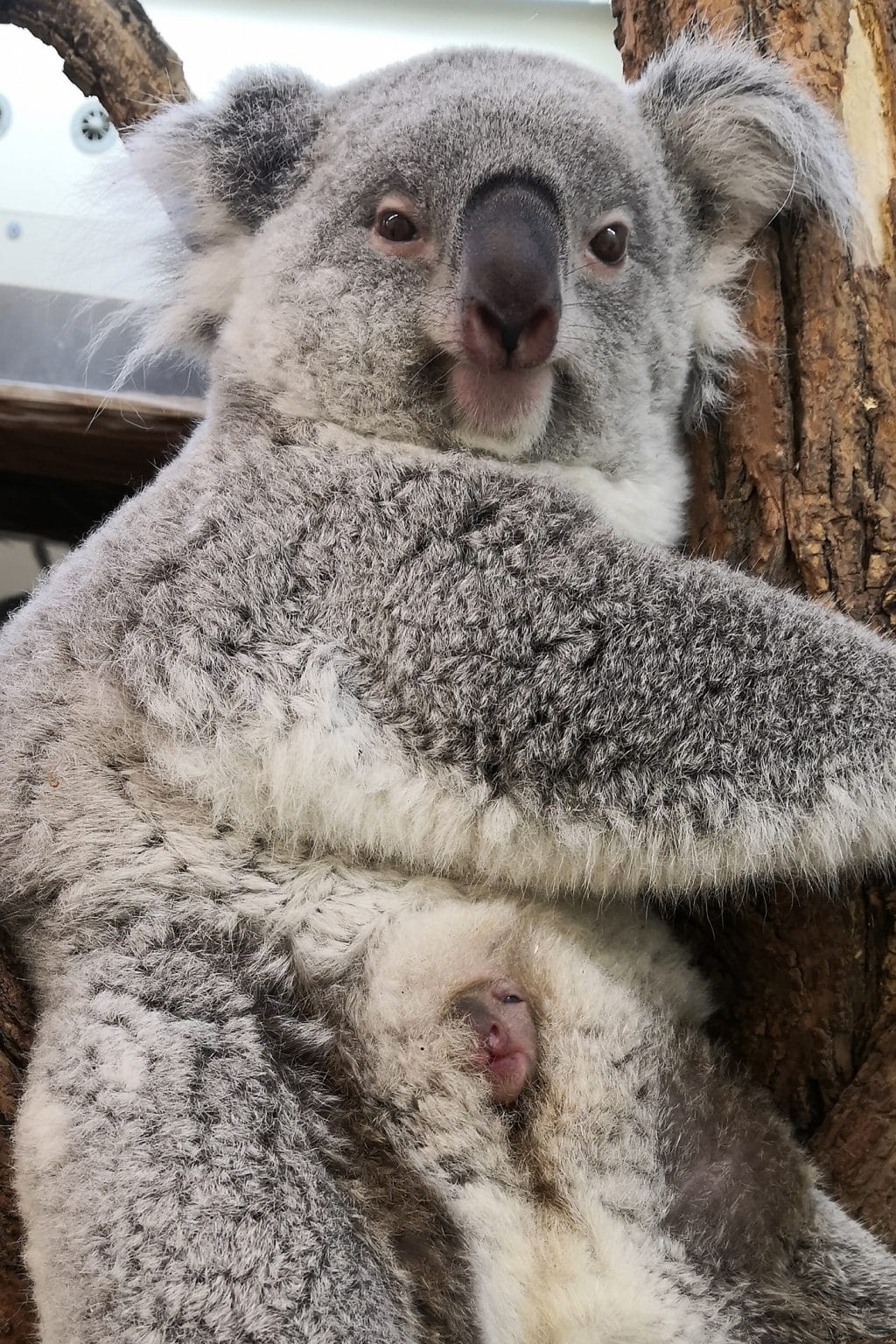 Tierpflegerin gelingt Schnappschuss von Koala-Baby in Schönbrunn