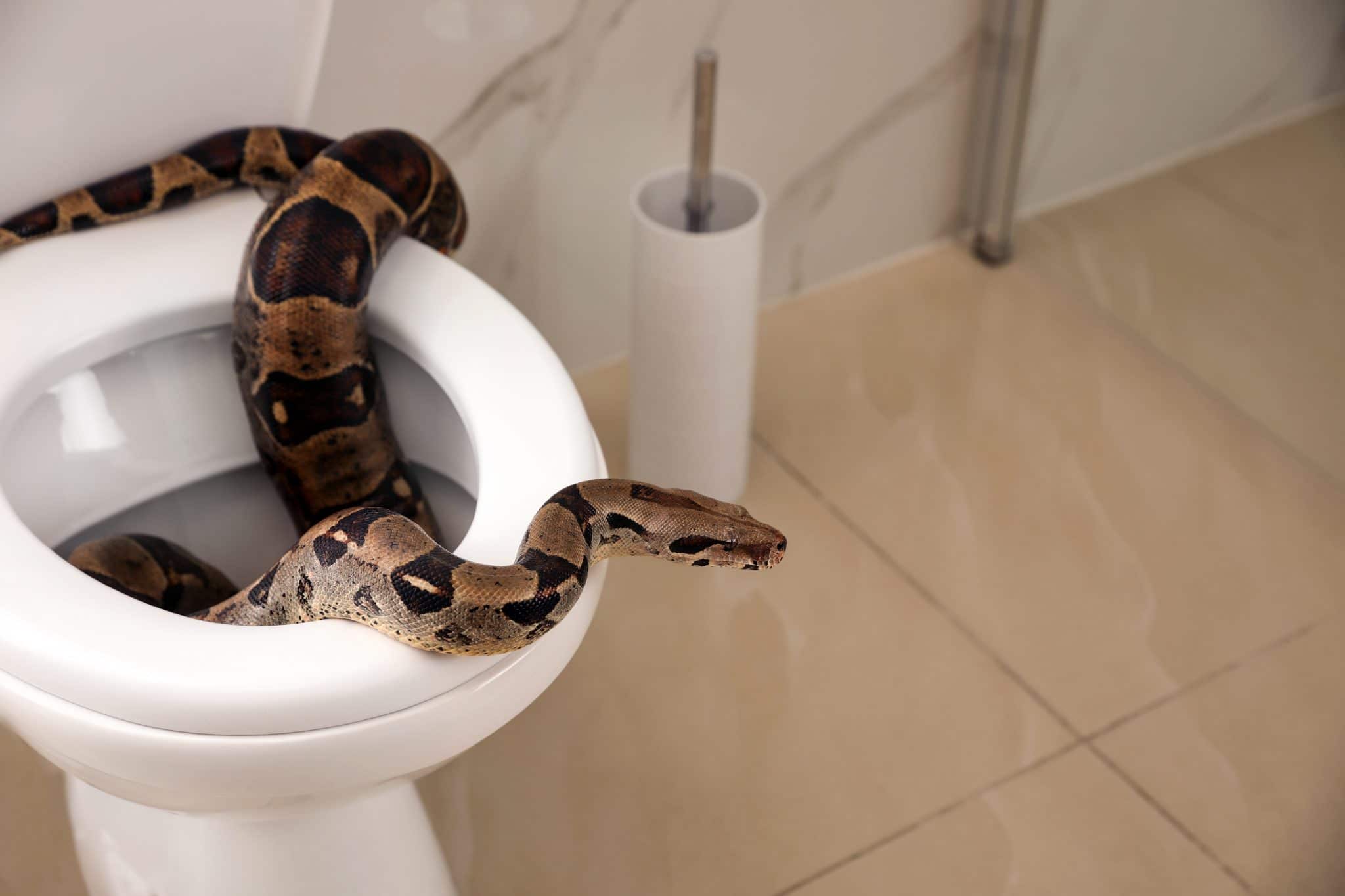 Small black snake in bathroom