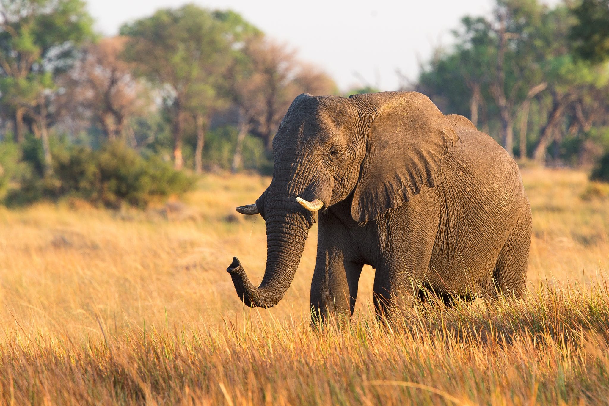 Einsamster Elefant der Welt nach 35 Jahren endlich in Freiheit