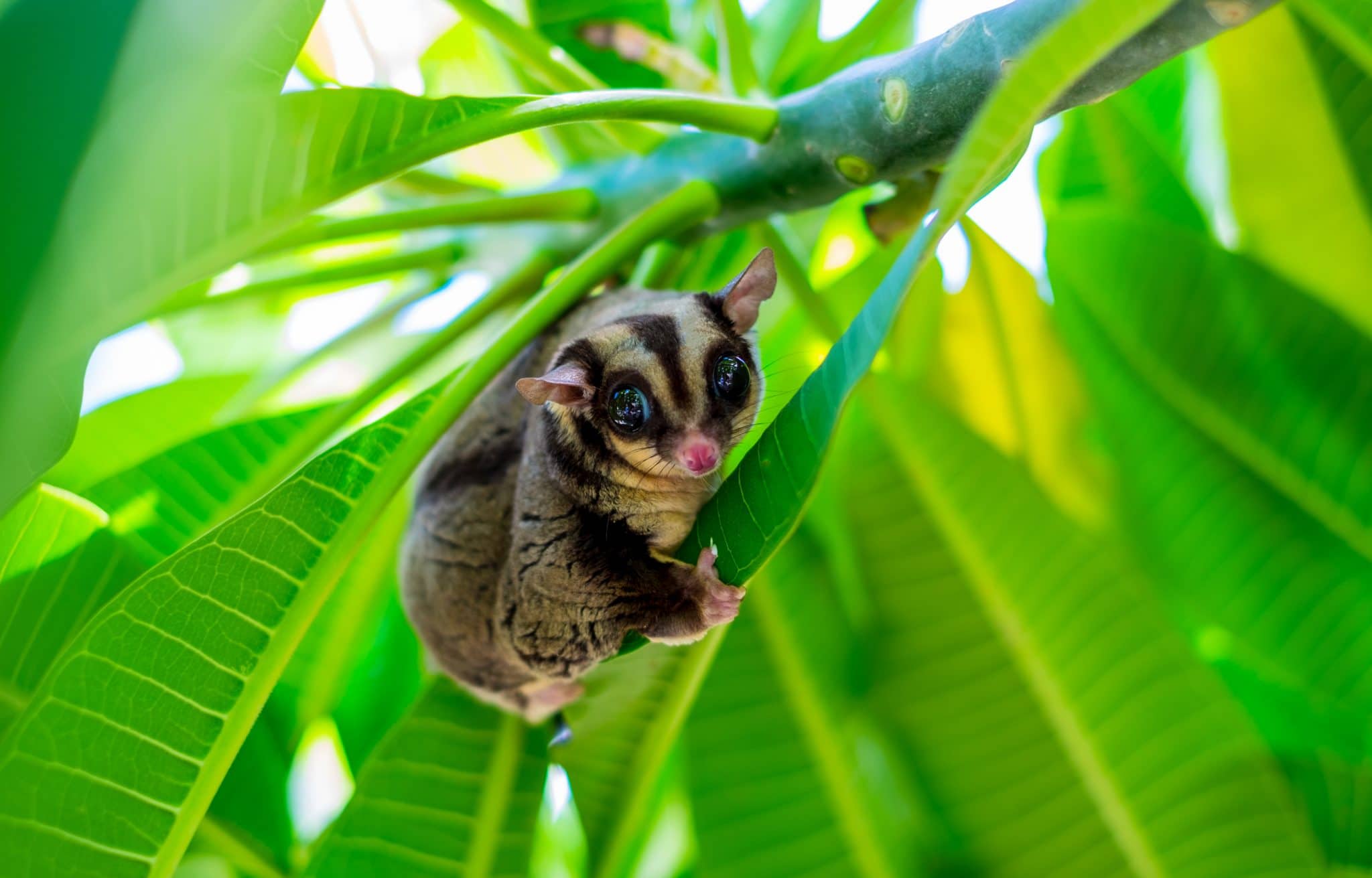 Neue flauschige Tierart entdeckt Der Großflugbeutler