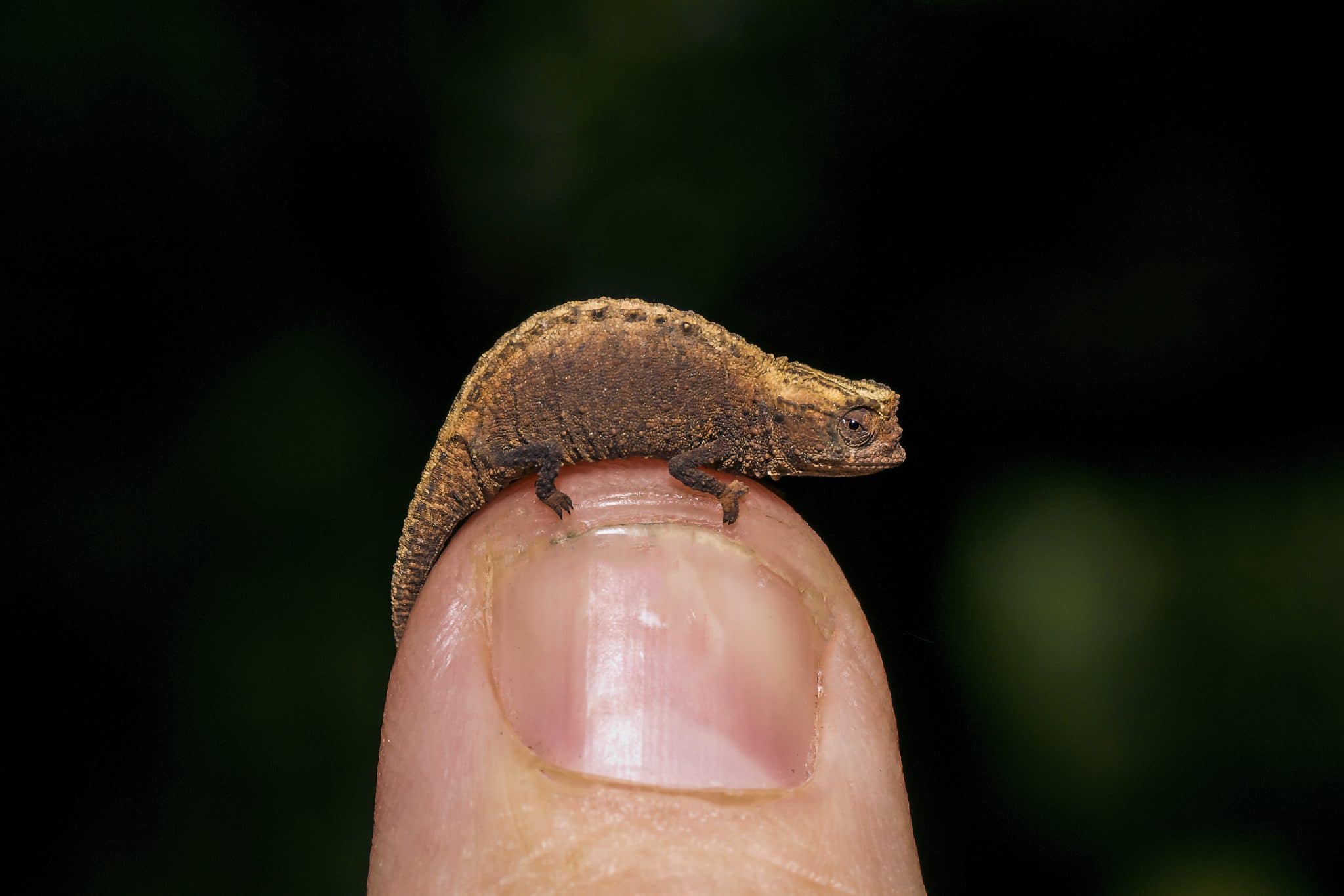 Brookesia Nana