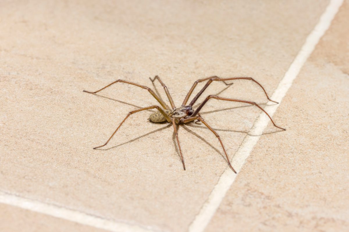 Mit diesen 5 Pflanzen in der Wohnung hältst du Spinnen fern